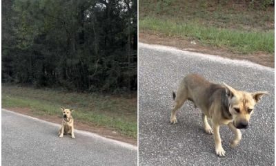 Lost Dog Arrives at Shelter Door, Raises Paw Seeking Help