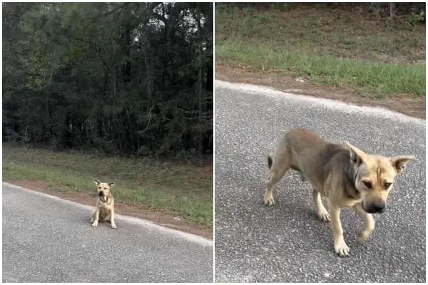 Lost Dog Arrives at Shelter Door, Raises Paw Seeking Help