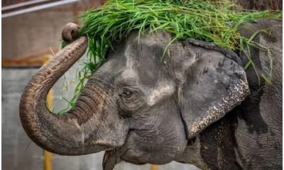 Mali, the Elephant Known as the 'World's Saddest,' Passes Away After Three Decades Alone in Captivity