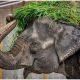 Mali, the Elephant Known as the 'World's Saddest,' Passes Away After Three Decades Alone in Captivity