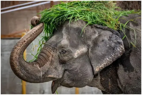 Mali, the Elephant Known as the 'World's Saddest,' Passes Away After Three Decades Alone in Captivity