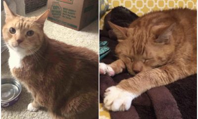 Man Goes Shopping for Cat Food, Ends Up Bringing Home a 25lb Cat Instead