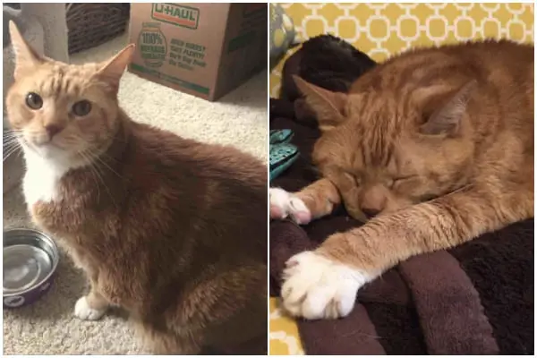 Man Goes Shopping for Cat Food, Ends Up Bringing Home a 25lb Cat Instead