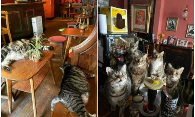 Man Opens Pub and, Surprisingly, One Day It's Filled with Cats