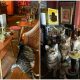 Man Opens Pub and, Surprisingly, One Day It's Filled with Cats