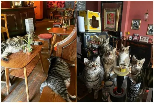 Man Opens Pub and, Surprisingly, One Day It's Filled with Cats