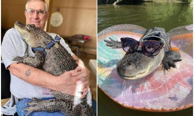 Meet Wally the Alligator, Who Provides Comfort to Owner Facing Cancer and Depression