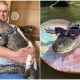 Meet Wally the Alligator, Who Provides Comfort to Owner Facing Cancer and Depression