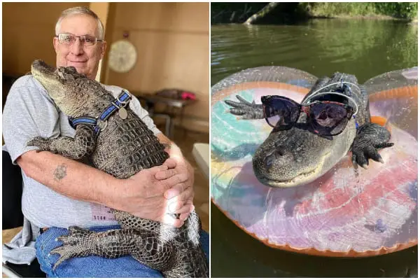 Meet Wally the Alligator, Who Provides Comfort to Owner Facing Cancer and Depression