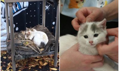 Mom Cat Keeps Kittens Cozy in Schoolyard, Waits for Help to Arrive