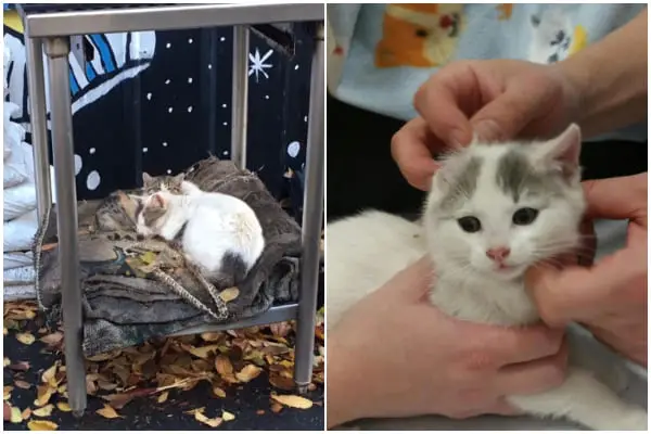 Mom Cat Keeps Kittens Cozy in Schoolyard, Waits for Help to Arrive