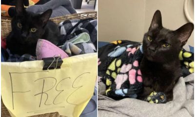 Older Cat Waits in 'Free' Basket, Hoping for a Loving Home Forever