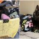 Older Cat Waits in 'Free' Basket, Hoping for a Loving Home Forever