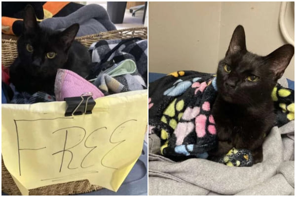 Older Cat Waits in 'Free' Basket, Hoping for a Loving Home Forever