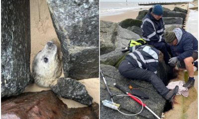 Photographer Sees a Distressed Face Seeking Help on the Beach