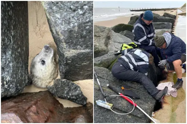 Photographer Sees a Distressed Face Seeking Help on the Beach