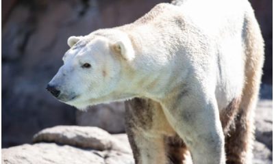 Polar Bear, the Best Boy, Passes Away at Nearly 20 Years Old