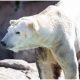 Polar Bear, the Best Boy, Passes Away at Nearly 20 Years Old