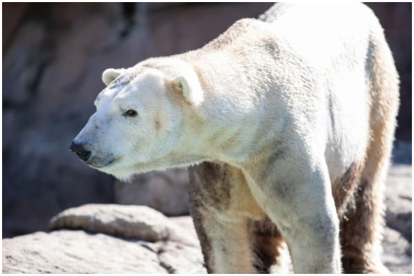 Polar Bear, the Best Boy, Passes Away at Nearly 20 Years Old
