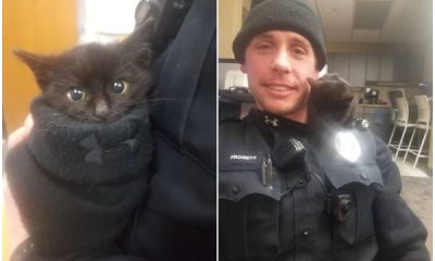 Police Officer Saves Kitten Stuck in Snow, Giving It a New Lease on Life