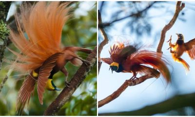 Raggiana Bird-Of-Paradise, An Extraordinary Bird With Silky Bronze Plumage, Yellow Crown, And Dark Emerald-Green