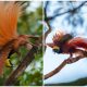 Raggiana Bird-Of-Paradise, An Extraordinary Bird With Silky Bronze Plumage, Yellow Crown, And Dark Emerald-Green