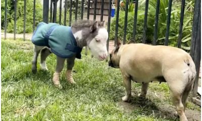 Rescued Miniature Horse with Disabilities Finds Happiness Living the Good Life with Three Dog Friends