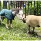 Rescued Miniature Horse with Disabilities Finds Happiness Living the Good Life with Three Dog Friends