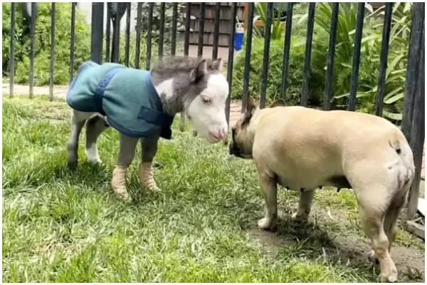 Rescued Miniature Horse with Disabilities Finds Happiness Living the Good Life with Three Dog Friends