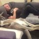 Rufus The Rescued Kangaroo Insists On Daily Couch Cuddles With Dad