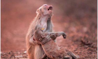 Sad Momma Monkey Holds Hurt Baby Tight, Wishing for Baby's Recovery