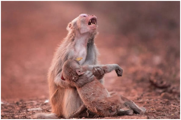 Sad Momma Monkey Holds Hurt Baby Tight, Wishing for Baby's Recovery