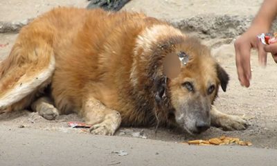 Senior Dog Lay Crying For Help For Days, But NoƄody Caмe Forward To Help Hiм