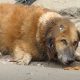 Senior Dog Lay Crying For Help For Days, But NoƄody Caмe Forward To Help Hiм