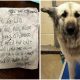 Shelter Reconnects Unhoused Woman with Her Dog and Promises Support After Seeing Pet with a Note