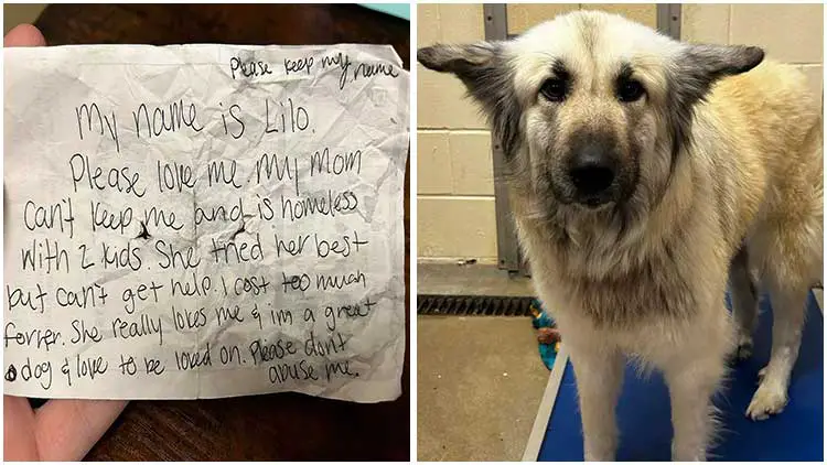Shelter Reconnects Unhoused Woman with Her Dog and Promises Support After Seeing Pet with a Note