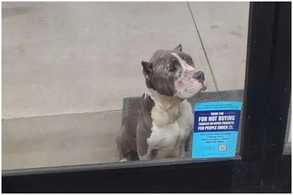 Shoppers Shocked to See a Face Seeking Help at Store's Glass Door