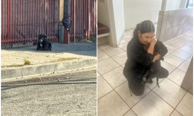 Small Dog Keeps Hoping and Waits for Family at Street Corner for Months