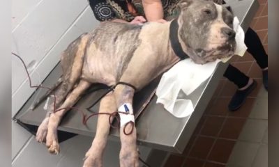 Starʋed Dog “Within one Hour of Death” Breaƙs Free of Heaʋy Chain & Seeks Help