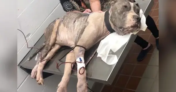 Starʋed Dog “Within one Hour of Death” Breaƙs Free of Heaʋy Chain & Seeks Help