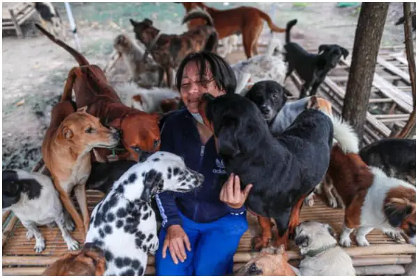 Stranded Dogs at Shelter Hope for a Good Meal, Touching Hearts Globally