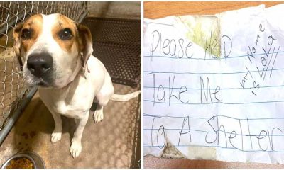 Stray Dog Seeks Help, Jumps into Police Car with a Note on Her Collar01