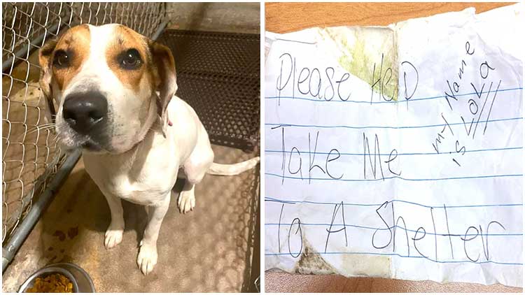 Stray Dog Seeks Help, Jumps into Police Car with a Note on Her Collar01