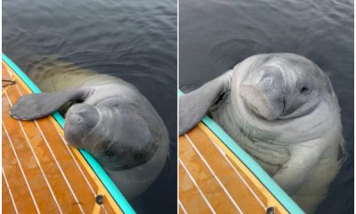 Surprised Paddle Boarder Meets Friendly Manatee During Unexpected Encounter