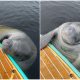 Surprised Paddle Boarder Meets Friendly Manatee During Unexpected Encounter