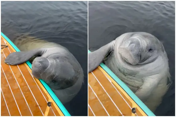 Surprised Paddle Boarder Meets Friendly Manatee During Unexpected Encounter