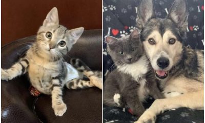 Survivor Cat Finds Love in Her Dog Sister, and They Cherish Cuddling Together