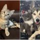 Survivor Cat Finds Love in Her Dog Sister, and They Cherish Cuddling Together