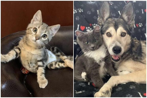 Survivor Cat Finds Love in Her Dog Sister, and They Cherish Cuddling Together