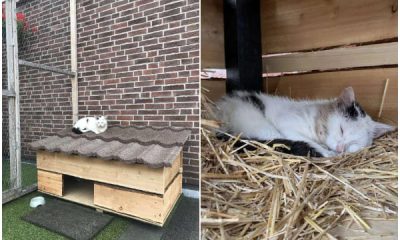 This Family Is Very Eager to Make Friends with a Stray Cat, So They Build Him a Small House